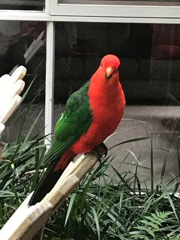 King Parrot, Abbotsley garden, July 2020Picture