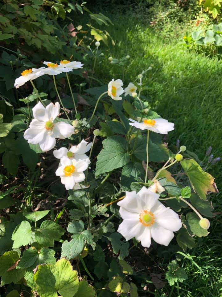 Bickleigh Vale, The Barn, Japanese windflowers, 3 April 2019