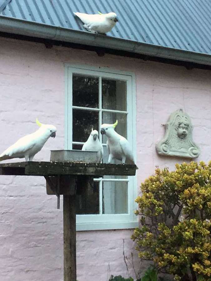 Bickleigh Vale, Downderry cockatoos, 22 June 2019_3