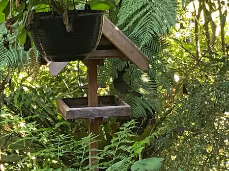 Eastern Whipbird Abbotsley garden, July 2020Picture