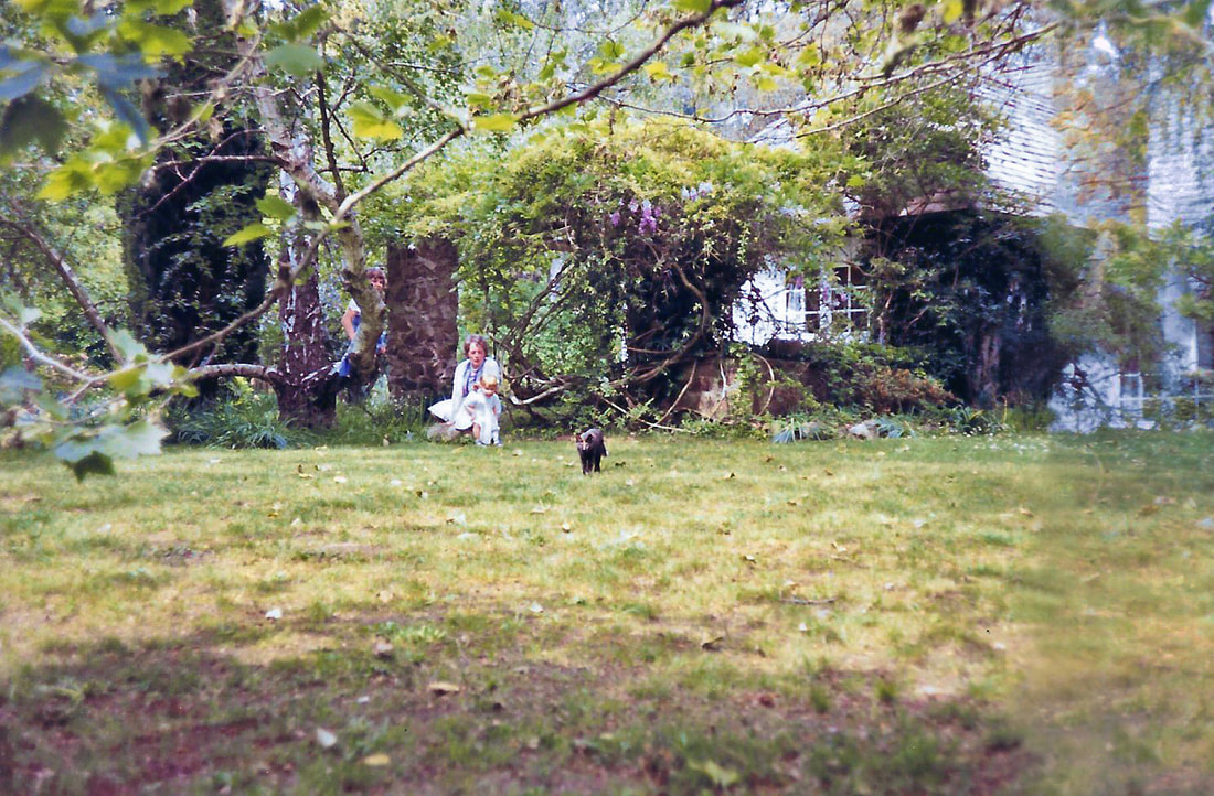 Bickleigh Vale, Lynton Lee wisteria pergola, 1982