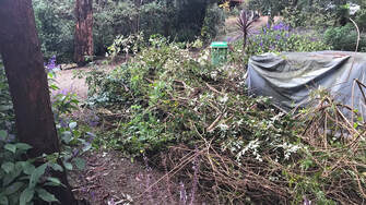 Bickleigh Vale, Abbotsley garden, driveway cleanup May 2020